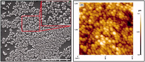 Figure 2. (A) SEM image of the HSA nanoparticles and (B) 2D AFM image of the HSA nanoparticles.