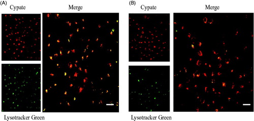 Figure 12. (A) The intracellular distribution of the Cypate-loaded nanoparticles (NPs-Cypate) that was incubated 2 h. (B) The intracellular distribution of the Cypate-loaded nanoparticles (NPs-Cypate) that was incubated 4 h. Red represents Cypate, Lysotracker Green stained Lysosomes (Green), yellow represents Cypate was located in Lysosomes. Scale bars represent 10 μm. Refer online version for the color representation of the figure.
