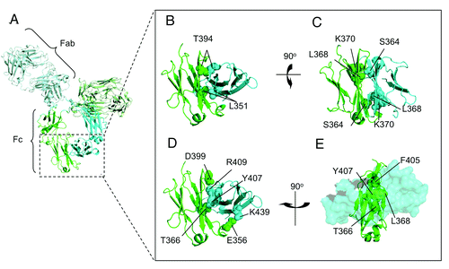 Figure 1. Cartoon representation of the CH3-CH3 interface of an antibody. (A) Representative image of the crystal structure of an antibody, with one heavy chain colored in green and the other in cyan. (B) Space filled representation of the residues T394 and L351, which are directly opposite their counterpart at the interface. (C) K370 sits in a compact region close to L368 and S364 which would potentially enable substitution of these residues with a positively charged amino acid to create a repulsive affect. (D) A selection of the amino acids involved in polar contacts at the interface. (E) A view looking through a space filled CH3 domain in cyan to visualize amino acids contributing to the core of the interface from the opposing CH3 domain colored in green.