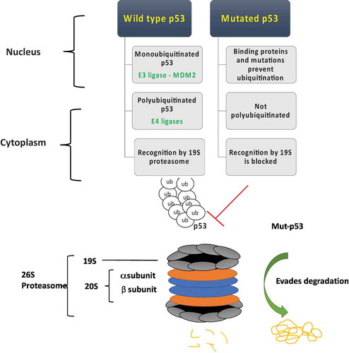 Figure 2. Wild type p53 is readily degraded by the proteasome through a multistep process of ubiquitination mediated primarily through the E3 ligase Murine Double Minute 2 (MDM2) and other E4 ligases. Mutant p53 (Mut-p53) evades proteasomal degradation likely due to defective ubiquitination and recognition by the proteasome machinery.