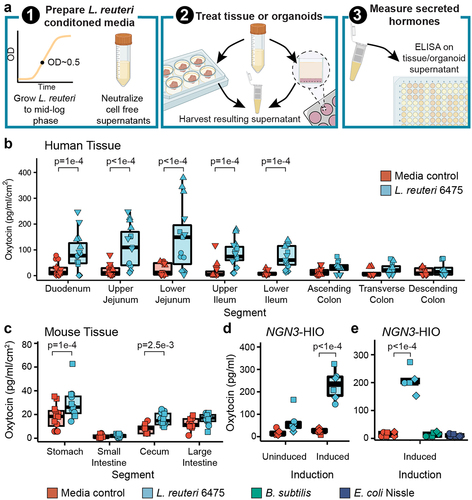 Figure 2. L. reuteri-conditioned medium promotes release of oxytocin from the gut epithelium. a) workflow of secretion assays. L. reuteri-conditioned medium is prepared by growing L. reuteri to mid-log phase, spinning down the bacterial cultures, and harvesting the supernatant. The supernatant is then neutralized to ~pH 7 and filter sterilized to remove cells while maintaining released products. For ex vivo tissue assays, L. reuteri-conditioned medium is placed onto intestinal tissue segments that have been washed free of luminal contents/fecal material. The tissue is then incubated with the L. reuteri-conditioned medium or L. reuteri growth medium control for 3 hours at 37°C with 5% CO2. Afterwards, the resulting tissue supernatant is harvested, spun free of cells, and used in an ELISA or Luminex assay. For organoid assays, organoids are prepared in a monolayer format and treated with L. reuteri-conditioned medium or growth medium control as for the ex vivo tissue. Figure made with BioRender. Oxytocin measured by ELISA and normalized by tissue surface area secreted from ex vivo b) human and c) mouse intestinal tissue. d) oxytocin measured by Luminex secreted from uninduced and induced J2-NGN3 HIOs. e) oxytocin measured by ELISA secreted from induced J2-NGN3 HIOs. Point shape reflects unique patients (shown in triplicate) for human (b) or organoid batch (in triplicate) (d, e). For mouse (c), points represent unique mice and shape denotes sex (females as circles and males as squares). Significance values were determined from the least squares means derived from linear or linear mixed models with pairwise comparisons corrected using a Benjamini-Hochberg multiple testing correction (see Supplemental Tables S2 and S3). b: n = 5 patients for the duodenum through lower ileum and n = 4 patients for the colon regions with three replicate tissues each (12 or 15 datapoints total); c: n = 12 animals per region and condition; d: n = 3 HIO batches with two replicate monolayers per condition (6 datapoints total); e: n = 3 HIO batches with two replicate monolayers per condition (6 datapoints total).