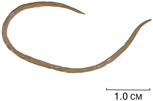 Figure 1. Reference image of Ascaridia galli collected from Shexian County, Anhui Province, China. The photo was taken by Yujun Shuai.