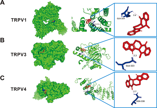 Figure 9 Diagram of the molecular docking pattern. The three-dimensional structure of the target protein TRPV1 (A), TRPV3 (B), and TRPV4 (C) are depicted in green, the drug EVO’s structure in red, and the Interacting residues on the target protein with EVO in blue.