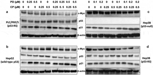 Figure 5. Combination with low doses of PD and CP shows a significant synergy on c-Myc reduction with elevated p53 activity in a p53-RS-dependent manner.The indicated cell lines were plated in 6-well culture plates and treated with PD or CP alone or in combination at the indicated doses for 18 h. The cells were then harvested for preparation of whole cell lysates and subsequent Western blot analysis with antibodies for c-Myc, p53, and p21, respectively. Protein (30 μg) was loaded in each lane, and an anti-β-actin antibody was used to be a loading control. (A) PLC/PRF/5 cells (p53-RS); (B) HepG2 cells (wild-type p53); (C) Hep3B cells (p53 null); (D) Hep3B cells (p53-RS).