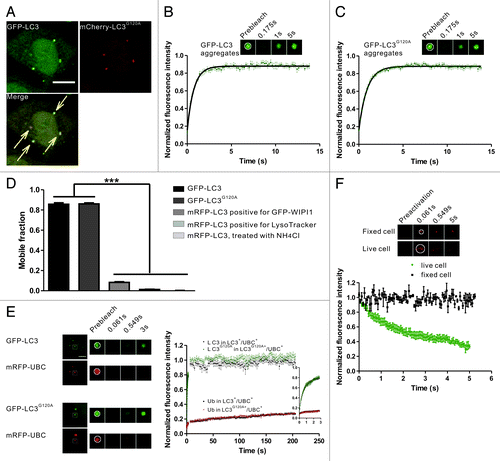 Figure 3. FRAP and FRAPa analysis of the LC3/LC3G120A proteins in the protein aggregates. (A) Confocal imaging of puromycin-treated HeLa cells coexpressing GFP-LC3 and mCherry-LC3G120A. The arrows indicate the colocalized GFP-LC3 and mCherry-LC3G120A puncta. Scale bar: 10 μm. (B) FRAP analysis of the GFP-LC3 puncta positive for mCherry signal in (A). The quantitative and normalized fluorescence recovery kinetics of GFP-LC3 after photobleaching are shown in the graph. Error bars: s.e.m. with n = 9. Inset: representative FRAP images. (C) The GFP-LC3G120A expressing HeLa cells were treated with puromycin for 2.5 h. The quantitative and normalized fluorescence recovery kinetics of GFP-LC3G120A are shown in the graph. Error bars: s.e.m. with n = 12. Inset: representative FRAP images. (D) The mobile fraction for aggregate-associated GFP-LC3/LC3G120A and mRFP-LC3 puncta associated with the autophagic structures. Data were collected from previous figures and showed as the mean ± SD. (E) Two-color FRAP analysis showed fast recovery kinetics of LC3/LC3G120A and slow recovery kinetics of ubiquitin in IBs. Left panel: Representative two-color FRAP images. Right panel: the normalized fluorescence recovery kinetics of mRFP-UBC and GFP-LC3/LC3G120A in the colocalized aggregates. Error bars: s.e.m. with n = 9 for LC3+/UBC+ puncta, n = 7 for LC3G120A+/UBC+ puncta. Scale bar: 5 μm. (F) FRAPa analysis of Dendra2-LC3 in the protein aggregates. The red fluorescence intensity of Dendra2-LC3 puncta was monitored immediately after photoconversion by irradiation at 405 nm in live cells (dots) or fixed cells (squares). The normalized diffusion kinetics of red fluorescence are shown in the graph. Error bars: s.e.m. with n = 8 (live cells) and n = 3 (fixed cells). Inset: representative two-color FRAPa images. For all FRAP and FRAPa analysis, the puncta were outlined (white circle) and the intensities were extracted. The box size used in all of the photobleaching and photoactivation experiments was 2.691 μm × 2.691 μm.