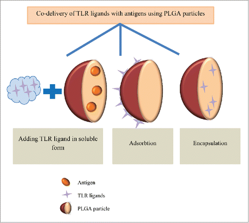 Figure 5. Co-delivery of immunepotentiators and antigens in PLGA particles. To enhance the therapeutic efficacy of PLGA particles, different TLR ligands (e.g., CpG, poly(I:C) and MPLA) can be adsorbed, encapsulated or added into soluble form along with antigen-loaded PLGA particles.