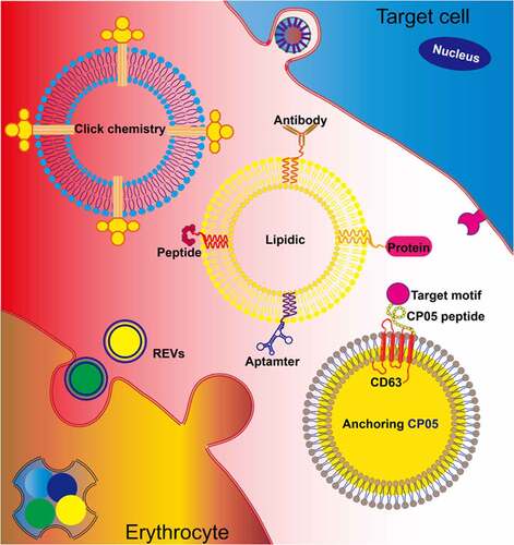 Figure 5. Erythrocyte-derived extracellular vesicles (REVs) for therapeutic delivery To optimize the targeted delivery of REVs, chemical modifications introduced by approaches such as click chemistry and lipidation can anchor the targeted motifs, including proteins, aptamers, peptides, and antibodies, on the exosomal membrane. Additionally, REVs can be modified using the CP05 peptide, with affinity for CD63, to introduce an exogenous target motif for display on the exosomal membrane
