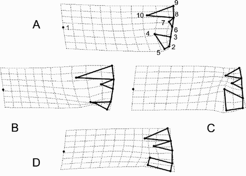 Fig. 32. Landmark configurations corresponding to some points of Fig. 31 depicted as deformations from the mean configuration (the origin of the coordinate system in Fig. 31). Figure 32A corresponds to the point (0, 0.5) of the coordinate system, Fig. 32B to (−0.5, 0), Fig. 32C to (0.5, 0), and Fig. 32D to (0, −0.5). The points connected by thick lines represent the landmark points shown in Fig. 2, but the diagrams are rotated approximately 90° anti-clockwise compared to Fig. 2.