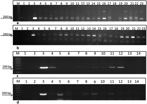 Figure 4. PCR screening of putative transgenic T1 plants from two different lines using 35S primer and bar primers which amplified 200 and 247bp fragments, respectively. a and b using 35S primer lane 1: negative control: H2O, lane 2: negative control (non-transgenic plant), lane 3: positive control (pFGC5941 RNAi vector), and other lanes transgenic plants. c and d using bar primer lane 1: negative control (water), lane 2: negative control (non-transgenic plant), lane 3: positive control (pFGC5941 RNAi vector), and from lane 4 to lane 14 transgenic plants. M: 100bp ladder DNA marker.