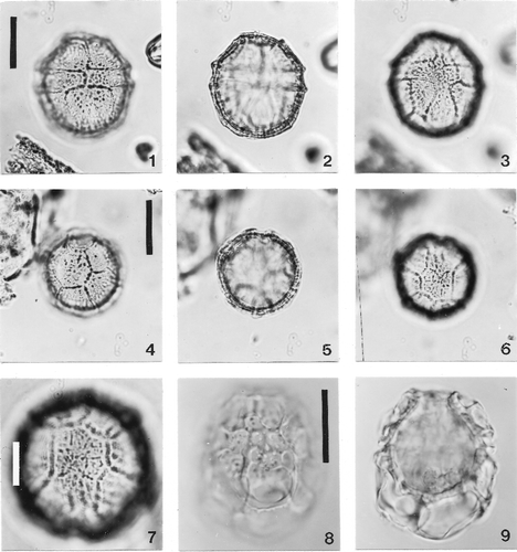 Plate 5. Light photomicrographs of Histiocysta sp. A, from the Lower Eocene (Ypresian) Nanjemoy Formation, Popes Creek, Maryland (bright field). 1–3. Focus series of specimen in dorsal view; scale bar = 20 µm. Figure 1, dorsal focus; figure 2, optical section; figure 3, ventral focus (see Plate 9, figure 2 for a detail of the mid-ventral region of this specimen). 4–6. Several focus levels of a specimen in antapical view; scale bar = 20 µm. Figure 4, antapical focus showing relative sizes and positions of 1″″ and 1p; figure 5, optical section; figure 6, apical focus with operculum in place. 7. Detail of apical tabulation of specimen in figure 6; scale bar = 10 µm. Sulcal region is located towards bottom of photomicrograph. 8, 9. Cladopyxidium velatum Below Citation1987 from the Albert Canal, the Netherlands, Maastrichtian (Nomarski interference contrast). High focus (figure 8) and optical section (figure 9) of a specimen in an unknown orientation, possibly dorsal; scale bar = 20 µm. Compare with scanning electron photomicrograph of the same species in Plate 2, figure 9.