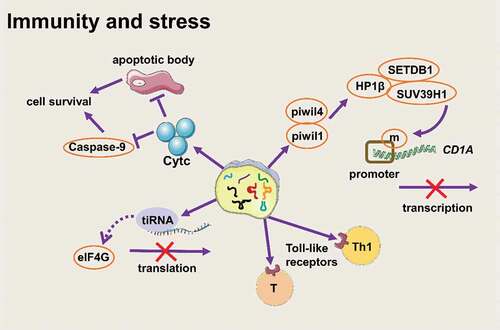 Figure 4. tsRNAs participate in stress in different forms (Created with Servier Medical Art, https://smart.servier.com)