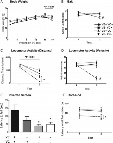 Figure 3. Behavioral phenotype of combined vitamin E and C deficiency. Behavioral assessments included changes in body weight (A) stride length (B) locomotor activity (C), and motor coordination on the Rota-rod (D). Displayed are group means ± standard error of means. ∧ Denotes a significant difference between Tests 1 and 2. * Denotes a significant difference between the respective VC+ and VC− groups for Test 2 (P < 0.05). # Denotes a significant difference between VC+ and VC− groups over time (P < 0.05).