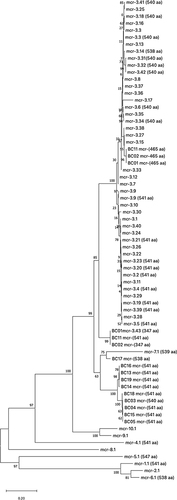 Figure 4 Maximum likelihood phylogeny of mcr-3 variants based on amino acid sequences. Tree was constructed using the JTT matrix-based model with 1000 bootstrap repeats. Sequences of mcr-3-related genes from this study are labelled with the prefix BC. BC01-BC11 were identified in samples collected from Avaga and BC13-BC19 from Pakro-Adesa communities in Ghana.