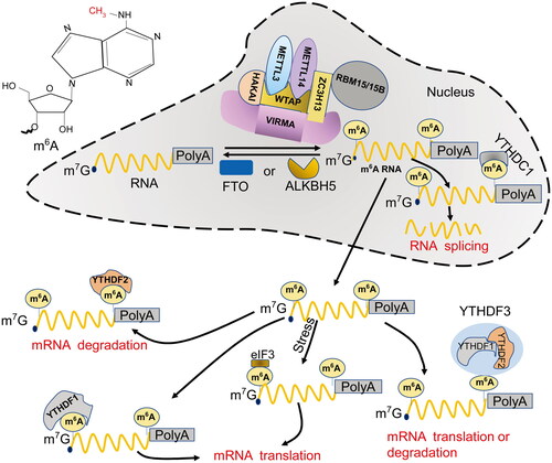 Figure 1. The molecular mechanism underlying m6A RNA methylation in the cell. M6A is the most abundant base methylation in eukaryotic mRNA. In the nucleus, METTL3, METTL14, and WTAP form a methyltransferase complex, which recruits protein factors, such as HAKAI, ZC3H13, and RBM15/15B, to serve as “writers” and catalyze m6A methylation on nascent mRNAs. Conversely, FTO and ALKBH5 function as “erasers” to catalyze demethylation. Moreover, the m6A sites on mRNA are recognized by one of the “readers”, YTHDC1, mediating splicing and nuclear export. Following transport into the cytoplasm, the methylated mature mRNAs can be recognized by another “reader”, YTHDF2, and processed for degradation. Alternatively, YTHDF1 or elF3 may bind to the m6A sites at the 5’-UTR and promote translation of the transcript in a Cap-dependent manner. The third possibility is that the methylated mRNA is bound by a complex composed of YTHDF1, YTHDF2, and YTHDF3, fine tuning the balance between translation and degradation. M6A: N6-methyladenosine; METTL3: methyltransferase-like 3; METTL14: methyltransferase-like 14; WTAP: Wilms tumor 1-associated protein; FTO: Fat mass and obesity-associated protein; ALKBH5: AlkB homolog 5; YTHDC1: YT521-B homology domain-containing protein 1; YTHDF1: YT521-B homology domain-containing family protein 1; YTHDF2: YT521-B homology domain-containing family protein 2; YTHDF3: YT521-B homology domain-containing family protein 3; elF3: eukaryotic initiation factor 3.