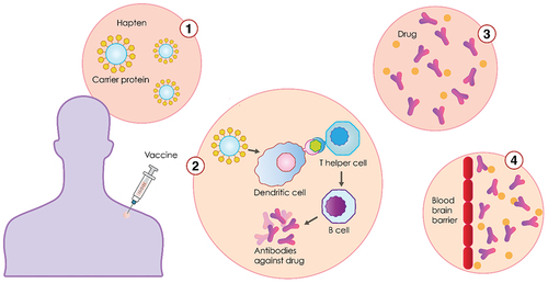 Figure 1. Anti-addiction mechanism of vaccine immunotherapy.