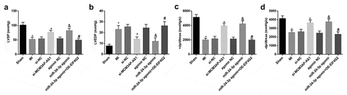 Figure 1. Silenced MCM3AP-AS1 or elevated miR–24–3p improves cardiac function of MI rats. A, LVSP of rats in each group; B, LVEDP of rats in each group; C, + dp/dtmax of rats in each group; D, – dp/dtmax of rats in each group; * P < 0.05 vs the sham group, ^ P < 0.05 vs the si-NC group, & P < 0.05 vs the agomir NC group, # P < 0.05 vs the miR–24–3p agomir group; n= 10; the data were expressed as mean ± standard deviation, one-way ANOVA was used for comparisons among multiple groups and Tukey’s post hoc test was used for pairwise comparisons after one-way ANOVA.