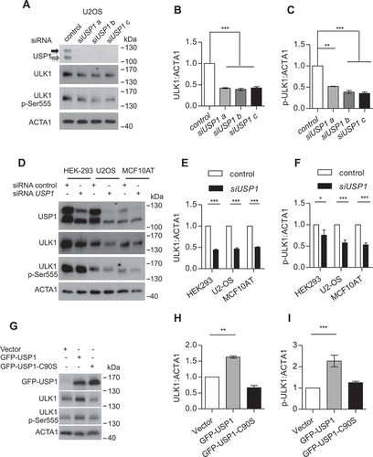 Figure 1. USP1 modulates ULK1 in mammalian cells. (a) U2OS cells were transfected with scrambled control siRNA or 3 different USP1-specific siRNAs. The relative amounts of each protein were quantified using ImageJ. The ratio of ULK1:ACTA1 and p-ULK1:ACTA1 was calculated and indicated in the graphs (b and c). (d) HEK-293, U2OS and MCF10AT cells were transfected with scrambled control or USP1-specific siRNA. After 72 h, samples were lysed in 1% Triton X-100-containing buffer and the cleared lysates utilized to monitor endogenous ULK1 and ULK1 p-Ser555 protein levels by western blot. The relative amounts of each protein were quantified using ImageJ. The ratio of ULK1:ACTA1 and pULK1:ACTA1 was calculated and indicated in the graphs (e and f). Filled arrow indicates full-length USP1; empty arrow indicates its autocleaved derivative. (g) U2OS cells were transfected with the indicated constructs. After 24 h the samples were lysed in 1% Triton X-100-containing buffer and, the cleared lysates utilized to monitor endogenous ULK1 and ULK1 p-Ser555 protein levels by western blot. The relative amounts of each protein were quantified using ImageJ and the ratio of ULK1:ACTA1 and p-ULK1:ACTA1 was calculated and indicated in the graphs (h and i).