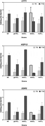 Figure 6. The H3K9 acetylation levels of the Msn2/Msn4-dependent osmostress up-regulated genes depend on HAT Sas2. ChIP experiments were done and data are represented as described in Figure 3 for the wild-type BY4742 strain and the derivative strains carrying mutations in the indicated HATs. The H3K9ac/H3 ratios were calculated for a gene region (−500 to +500 bp) around the TSS of each indicated Msn2/Msn4-dependent up-regulated gene. Data show the mean and error bars (Standard Deviation) of three independent experiments.