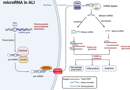 Figure 2. A schematic illustration of miRNA biogenesis and functions in ALI. RNA polymerase II (RNA Pol II) ordinate the synthesis of pre-miRNA. Then pre-miRNA was exported to the cytoplasm where pre-miRNA generates a mature miRNA.Mature miRNAs mediate the transcription and translation inhibition of target mRNAs and the degradation of their own mRNAs. In the development of ALI, miRNA itself is up-regulated or down-regulated, leading to the reduction or improvement of the level of target genes, which then leads to the enhancement or inhibition of downstream inflammatory and apoptotic pathways, and mediates macrophage polarization, thereby aggravating or alleviating the progress of ALI. Pri-miRNA, primitive miRNA; miRNA,microRNA; pre-miRNA, recursor-miRNA;DROSHA,RNase III endonuclease;DGCR8,DiGeorge syndrome critical region 8;XPO-5,exportin 5;TRBP, transactivation-responsive RNA-binding protein;DICER,RNase III;RISC,RNA-induced silencing complex. Created with BioRender.com.