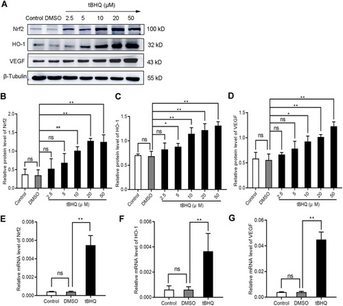 Figure 5 Induction of the Nrf2/HO-1 axis increased the expression of VEGF. (A–D) Western blotting analyzed the effect of tBHQ on the protein expression of Nrf2, HO-1, and VEGF in BGC-823 cells. BGC-823 cells were treated as follows: control, 0.1% DMSO, and 2.5, 5, 10, 20, and 50 µM tBHQ for 24 h under hypoxic conditions. (E–G) qPCR was used to analyze the effect of tBHQ on the mRNA expression of Nrf2, HO-1, and VEGF in BGC-823 cells. BGC-823 cells were treated as follows: control, 0.1% DMSO, or 10 µM tBHQ for 24 h under hypoxic conditions.
