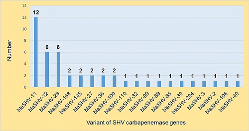 Figure 10 Number of studies reporting SHV-carbapenemase-encoding genes.