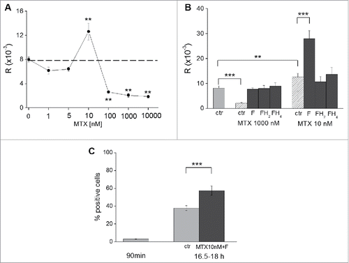 Figure 1. Effects of MTX on AH130 cell recruitment to S. (A) Effects of different concentrations of MTX added at time zero on 14C-thymidine incorporation (R) in the 90-minute interval between 16.5 and 18 hours of incubation; R values (DPM incorporated per 106 viable cells in 90 minutes), representing a measure of DNA synthesis, are means ± SEM of 3 independent experiments; dashed line: untreated control. (B) Effects of the treatment or not (ctr/light gray) with 1 μM (1000 nM) or 10nM MTX on R (determined under the above conditions) in the presence of (ctr/hatched) MTX alone or (dark gray) MTX plus 50μM folate (F), dihydrofolate (FH2) or tetrahydrofolate (FH4); values are means ± SEM of 10 independent experiments. (C) Effects of the treatment or not (ctr) with 10nM MTX plus 50μM F on the percentage of labeled cells (autoradiography) following a 90 minute incubation in the presence of 3H-thymidine from 16.5 to 18 hours of incubation; the time zero value in the absence of treatment is also shown (incubation with 3H-thymidine from time 0 to 90 minutes); values are means ± SEM of 3 independent experiments. Significance of differences was evaluated by the Student's t test for paired samples (**p < 0.02; ***p < 0.001).