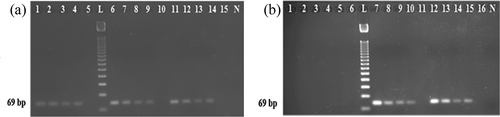 FIGURE 4 Analysis of A: beef and B: chicken meatballs for feline adulteration. In A, Lanes 1–5: raw; 6–10: boiled; and 11–15: autoclaved beef meatballs spiked with 10, 1, 5, 0.1, and 0.01% feline meats, respectively. In B, Lanes 1–3: commercial beef and 4–6: commercial chicken meatballs. Lanes 7–11: boiled and 12–16: autoclaved chicken meatballs spiked with 10, 1, 5, 0.1, and 0.01% feline meats, respectively. Lane L: Ladder and N: negative control.