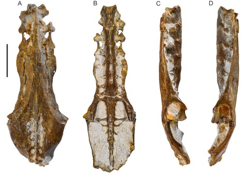 FIGURE 2. Nearly complete pelvis of Pelecanus paranensis (CICYTTP-PV-A-3-277) from Upper Miocene marine strata of Paraná Formation in Cerro La Matanza locality (Entre Ríos Province, Argentina). Holotype in dorsal (A), ventral (B), right (C), and left (D) views. Scale bar equals 50 mm.