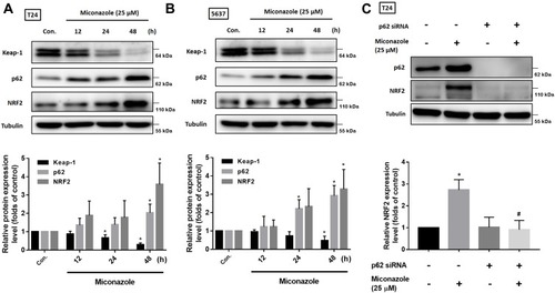 Figure 3 Miconazole activates p62-KEAP1-NRF2 pathway in a time-dependent manner in bladder cancer cells. (A and B; upper panels) T24 and 5637 BC cells were treated with the increased time course of miconazole (25 μM), total proteins were extracted and expression levels of p62, KEAP1 and NRF2 were detected by Western blot. (C; upper panel) T24 BC cells were transfected with p62 siRNA or negative control siRNA for 24 h, followed by treated with miconazole (25 μM) for further 24 hrs, and expression levels of p62 and NRF2 were evaluated by Western blot. (A–C; lower panels) The relative band intensities of proteins presented in (A–C) were quantitated by densitometric scanning and are presented as the fold of control group; and the statistical calculation from blots of three independent experiments are shown (n=3). The results are presented as the means ± S.D; *P<0.05 compared with Con.; #P<0.05 compared with the miconazole treatment group.