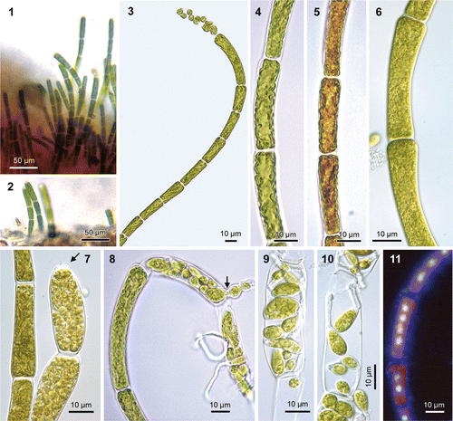 Figs 1–11. Uronema curvatum (=Okellya curvata, comb. nov.). Figs 1, 2. Field-collected sample, growing as an epiphyte on a red crust, on the haptera of Laminaria hyperborea (diameter of filaments 7–8 µm). Figs 3–11