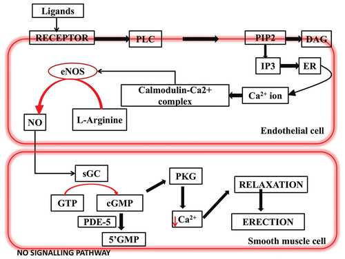 Figure 1. Physiology of penile erection.