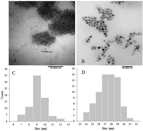 Figure 3. TEM images and image analysis of synthesized INPs obtained from cow (CW) and goat (GT) milk. The upper panels represent the TEM images of CWINP (A) and GTINP (B) and the lower panels represent the particle size distribution histograms of CWINP (C) and GTINP (D).