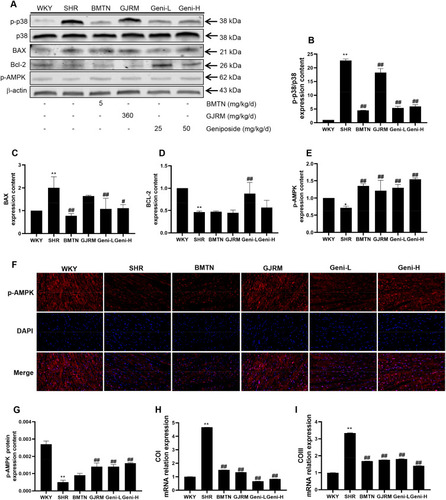 Figure 4 Effects of geniposide on apoptosis and energy metabolism-related proteins in rat heart. (A) The expressions of p-p38, p38, BAX, Bcl-2, and p-AMPK determined by Western blot. (B) Quantification of p-p38/p38 expression levels. (C) Quantification of BAX expression levels. (D) Quantification of Bcl-2 expression levels. (E) Quantification of p-AMPK expression levels. (F) The expressions of p-AMPK determined by immunofluorescence assays. (G) Quantification of p-AMPK expression levels. (H) mRNA levels of COΙ in rat heart. (I) mRNA levels of COΙΙΙ in rat hearts. Values are expressed as the means ± SD (n = 3, **P<0.01, *P<0.05 compared with WKY; ##P<0.01, #P<0.05 compared with SHR).