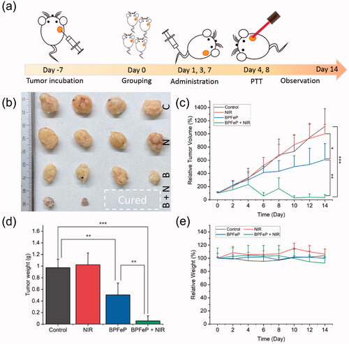 Figure 9. In vivo chemodynamic and photothermal synergistic treatment. (a) Schematic illustration of treatment procedures. (b) Excised tumors after 2 weeks of treatment. The C, N, B and B + N represented as Control, NIR, BPFeP and BPFeP + NIR, respectively. (c) Tumor volume of mice after indicated treatment. (d) Weight of excised tumor. (e) Mice body weight change. (n = 4, different p was marked as *, **, *** while p < .05, .01 and .001.).