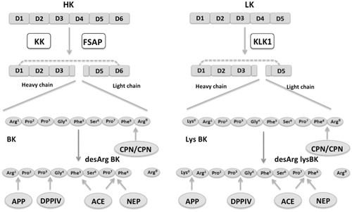 Figure 1. Bradykinin and Lys-bradykinin formation from high- and low-molecular weight kininogen. High-molecular weight kininogen (HK) has six domains (D1–D6). In contrast, low-molecular weight kininogen (LK), a splicing variant of HK has five domains lacking D6. Proteolytic lavage in D4 of HK by kallikrein (KK) or factor VII activating protease (FSAP) results in the generation of the nonapeptide bradykinin (BK). Cleavage of LK by tissue kallikrein (KLK1) in D4 results in the liberation of the decapeptide lys-bradykinin (lys-BK), which is a potent stimulator of bradykinin-receptor 2 (BKR2). Proteolytic cleavage of BK and lysBK by carboxypeptidases N/M (CPN/CPM) results in the formation of desArg forms (desArg-BK, desArg-lysBK) which are potent stimulators of bradykinin receptor 1 (BKR1). The desArg forms are rapidly degraded into inactive peptide fragments by aminopeptidase P (AAP), neutral endopeptidase (NEP), dipeptidyl peptidase IV (DPPIV) and angiotensin-converting enzyme (ACE). Adapted from Refs. (Citation12,Citation32).