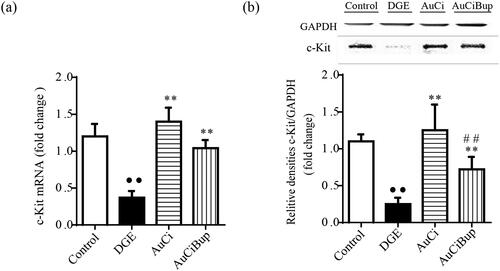 Figure 6. Effects of AuCi and AuCiBup on c-kit expression in mice. The relative mRNA expression of c-kit in the antrum and duodenum was assayed with RT-PCR (a) and western blot (b). GAPDH was used as the internal reference gene. Values are mean ± SD. ••p< 0.01 vs. control mice; **p< 0.01 vs. DGE group; ##p< 0.01 vs. AuCi group.