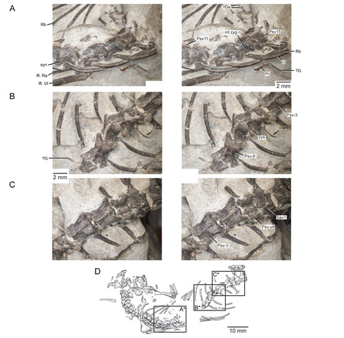Figure 19. Presacral and sacral vertebrae of the holotype specimen (USNM PAL 722041, ‘skeletal block’) of Opisthiamimus gregori gen. et sp. nov. A, extended depth of field (EDF) stereophotopair of presacral vertebrae 11 to 15 in dorsal view; B, EDF stereophotopair of the seventh to third from last presacral vertebrae in dorsal view; C, EDF stereophotopair of the posterior-most four presacral vertebrae and the sacral vertebrae in dorsal view; D, camera lucida drawing of the skeleton in dorsal view with boxes labeled A*, B*, and C* indicating the regions shown in A–C, respectively. Abbreviations: ?G, possible gastralium; int.zyg.ri, interzygapophyseal ridge; lft.Ra, left radius; lft.Ul, left ulna; ?Os, possible osteoderm; Ph, phalanx; Psv11, presacral vertebra no. 11; Psv15, presacral vertebra no. 15; Psv-3, third from last presacral vertebra; Psv-6, sixth from last presacral vertebra; Psv.ult, ultimate or last presacral vertebra; Rb, rib; ri, ridge; Sav1, sacral vertebra no. 1; syn, synapophysis; zys, zygosphene.