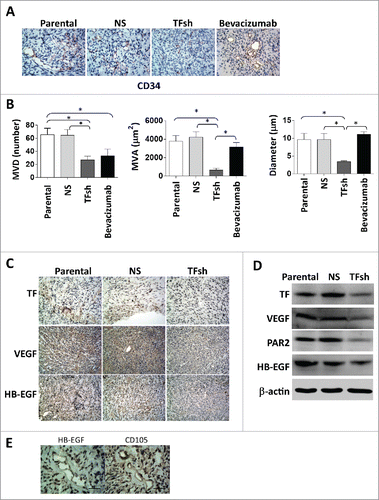 Figure 2. Inhibition of TF decreased microvascular parameters and HB-EGF, VEGF signaling. (A) Immunohistochemistry staining (IHC) for CD34 in xenograft tumor. TF suppression decreased GVPs, while VEGF inhibition decreased classic sprout angiogenesis. Scale bar: 100 μm. (B) Statistic analysis for microvascular parameters, including MVD, MVA, diameter in glioma of different groups. (C) IHC and (D) western blot analysis of TF and VEGF, PAR and HB-EGF expression in glioma. β-actin blot served as loading control. (E) IHC for HB-EGF and CD105.