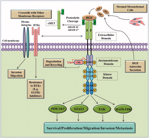 Figure 1. HGF/MET signaling pathway. The binding of hepatocyte growth factor (HGF), the natural ligand of MET tyrosine kinase receptor, induces receptor dimerization. Upon dimerization, transphosphorylation of tyrosine 1234 and 1235 residues in the kinase domain activates the kinase activity of the receptor. This is followed by further phosphorylation of Tyr1349 and Tyr1356 residues in the multifunctional docking site. This provides functional recognition sites for a variety of adaptor/effector proteins and subsequent activation of many downstream signaling pathways including MAPK, PI3K/AKT, FAK and STAT3 among others. Downstream signaling basically instigates cellular proliferation, survival, motility, migration, and invasion. Downregulation of MET receptor is initiated by recruiting CBL and ubiquitin mediated degradation as well as extracellular shedding. MET is proteolytically cleaved by ADAM-10 and ADAM-17 resulting in the formation of soluble MET ectodomain (sMET), which is secreted in the extracellular space and can be ultimately found in the circulation. The crosstalk between MET and other membrane receptors such as plexins, integrins, and EGFR and other RTKs promotes metastasis, invasion, and drug resistance. ADAM: a disintegrin and metalloproteinase family; CBL: casitas B lineage lymphoma proto-oncogene; STAT3: signal transducer and activator of transcription 3; FAK: focal adhesion kinase; MAPK: mitogen-activated protein kinase; PI3K: phosphoinositide 3-kinase; RTK: receptor tyrosine kinase.