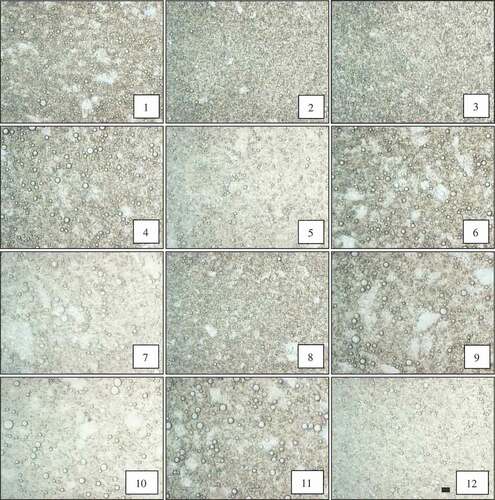 Figure 10. Microstructures of fresh PG and GA emulsions. GA2.5%; GA7.5%; GA15%; PG0.5%; PG1.5%; PG3%; GA15%-pH = 2; GA15%-300 mM NaCl; GA15%-300 mM CaCl2 PG1.5%-pH = 2; PG1.5%-300 mM NaCl; PG1.5%-300 mM CaCl. Scale bar = 10 µm.