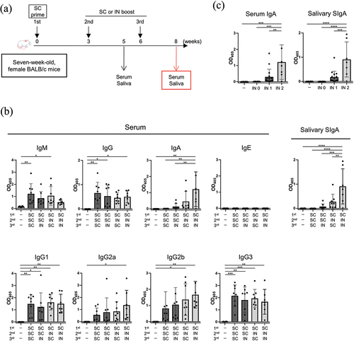 Figure 5. Humoral immune responses with three-dose vaccination regimen (prime-boost-additional boost).