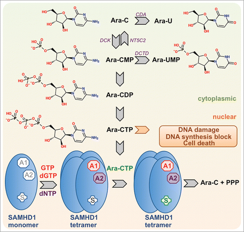 Figure 1. Intracellular conversion of cytarabine (ara-C) to ara-CTP and detoxification by SAMHD1. The schematic depicts canonical pathways for the intracellular synthesis of ara-CTP, the active metabolite of ara-C, which exerts DNA-damage and antiproliferative downstream effects by interfering with DNA synthesis. SAMHD1 is activated by binding of GTP or dGTP to allosteric site 1 (AS1), binding of a dNTP to allosteric site 2 (AS2) and binding of its substrate in the catalytic site. Ara-CTP is a substrate for SAMHD1 but not an allosteric activator. Abbreviations: CDA, cytidine deaminase; DCK, deoxyctidine kinase; NT5C2, cytosolic nucleotidase-II; DCTD, deoxycytidylate deaminase.