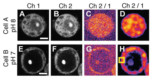 Figure 1 Typical images of tobacco BY-2 protoplasts stained by SNARF-1. (A–D) and (E–H) show images of a cell adjusted to pH 8.0 (Cell A) or pH 7.0 (Cell B), respectively. (A and E), (B and F) and (C and G) show images obtained from channel 1 (Ch1, 540–590 nm), channel 2 (Ch2, 610–670 nm) and the ratio of channel 2 and 1 (Ch 2/1), respectively. (D and H) show images processed by an averaging filter with a radius of 5 pixels in every channel. The box in (H) shows a square region of 10 pixels used for ROI setting. The bar represents 10 µm.