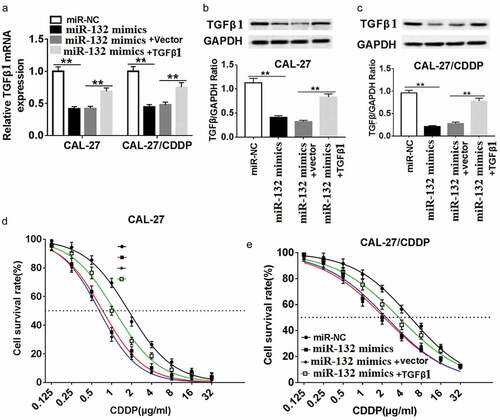 Figure 5. Effect of TGF-β1 overexpression on miR-132-mediated CDDP resistance in CAL-27 and CAL-27/CDDP cells. (a-c) TGFβ1 expression was measured in the miR-132 overexpressing CAL-27 and CAL-27/CDDP cells treated with pcDNA-TGFβ1 at the mRNA level (a) and protein level (b and c). (d and e) The IC50 of CDDP in the CAL-27 and CAL-27/CDDP cells treated with miR-132 mimics + TGFβ1, miR-132 mimics + vector, miR-132 mimics, or miR-NC was examined by CCK-8. **P < 0.01