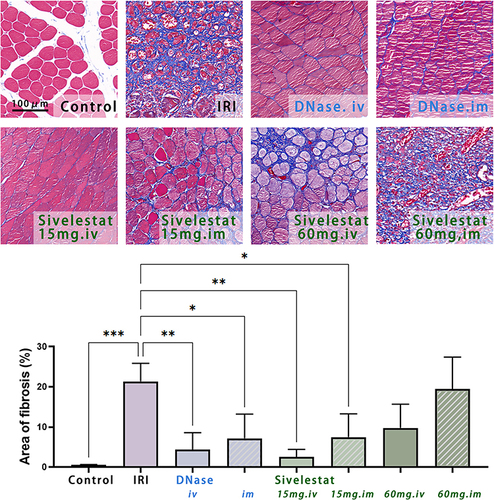 Figure 9 Masson’s trichrome staining of the ischemic area 14 d after ischemia-reperfusion injury in rat hindlimb muscles. Muscle fibers are stained red, collagen is stained blue, and nuclei are stained dark brown. Necrotic myofibers are replaced by fibrin hyperplasia after ischemia-reperfusion, showing large blue areas. Intravenous injection of 15 mg sivelestat most markedly reduced collagen fibrillar hyperplasia. Scale bar = 100 μm. n=3, data are expressed as mean ± standard deviation, *P < 0.05, **P < 0.01, ***P < 0.001.