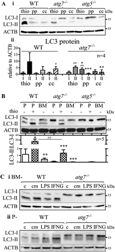 Figure 3. Non-elicited peritoneal and BM-derived atg7−/- macrophages do not conjugate PE to LC3. (A) Comparison of LC3 protein expression in WT, atg7−/-, and atg5−/- peritoneal macrophages elicited by thioglycolate (thio), proteose-peptone (pp), and concanavalin A (cc). (Ai) Representative LC3 immunoblot with ACTB/β-actin as a loading control. (Aii) Mean LC3 expression values (+ SD) obtained from four individual mice. One-way ANOVA with Bonferroni correction were used to calculate differences between the different treatments; * p < 0.05, ** p < 0.01, *** p < 0.001. Student’s t-test (two-tailed) with Welch correction was used to compare LC3-II with LC3-I; # p < 0.05, ## p < 0.01. (B) Representative LC3 immunoblotting in non-elicited peritoneal (P-), thioglycolate (thio)-elicited (P+), and BM-derived (BM-) WT, atg5−/-, and atg7−/- macrophages, respectively. Bars represent mean LC3-II:LC3-I ratios + SD (n = 5). Statistics were calculated using one-way ANOVA with Bonferroni correction. * differences by treatment; # differences by genotype; * p < 0.05, **/## p < 0.01, *** p < 0.001. LC3 immunoblotting in (Ci) BM- and (Cii) P- WT and atg7−/- macrophages treated with lipopolysaccharide (LPS), IFNG (interferon gamma), thioglycolate (thio), conditioned media (cm) collected after incubation of thioglycolate-elicited WT macrophages for 24 h, or left untreated (C). ACTB/β-actin was used as loading control