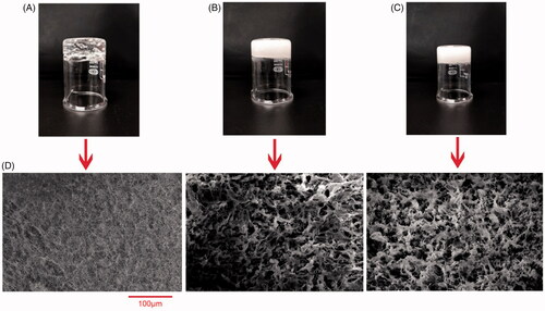 Figure 4. The appearance of 1% carbomer hydrogel (A), blank nanoemulgel (B), EPR nanoemulgel (C), and their SEM images (D).