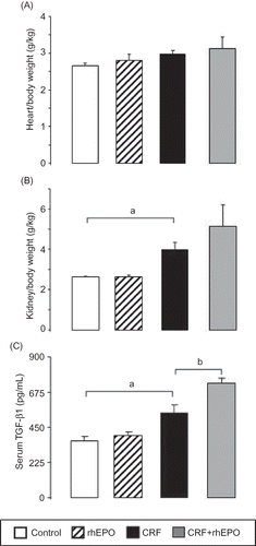 Figure 2. Effects of rhEPO treatment on trophism/proliferation markers: heart/body weight (A); kidney/body weight (B); and serum-transforming growth factor-1beta (C) in a rat model of moderate CRF, at the final time. Results are means ± SEM (seven rats per group): ap < 0.05 versus the control group; bp < 0.05 versus the CRF group.