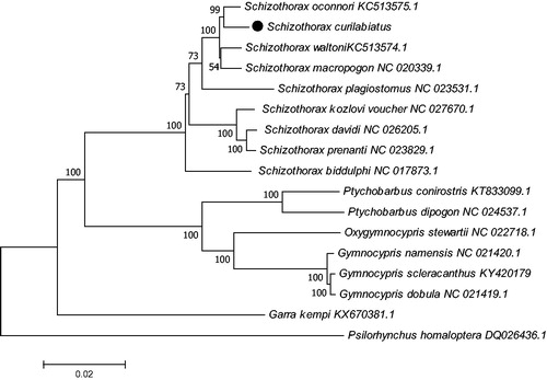 Figure 1. A neighbour-joining (NJ) tree of the G. scleracanthus was constructed using mitogenome sequences. The phylogenic tree is constructed by maximum-likelihood method with 1000 bootstrap replicates. GenBank accession numbers of mitogenomic sequences for each taxon are shown in parentheses.