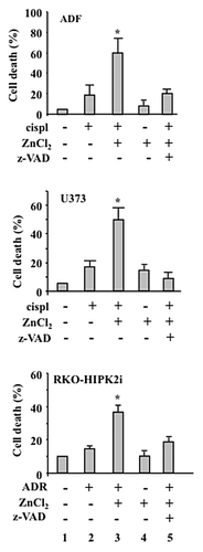 Figure 2. ZnCl2 exacerbates the cytotoxic potential of chemotherapy in chemoresistant cancer cells. Percentage of TUNEL+ human glioblastoma ADF cells, human glioblastoma U373 cells and colorectal carcinoma RKO-HIPK2i cells treated with 100 μM ZnCl2 for 6 h before the addition of 4 μg/mL cisplatin (cispl) (in U373 and ADF cells) or 2 μM adriamycin (ADR) (in RKO-HIPK2i cells) for 24 h. When appropriate, the pan-caspase inhibitor Z-VAD-fmk (40 μM) was added to ZnCl2 before the administration of chemotherapy. Data are reported as means ± SD *p = 0.001, as compared with untreated cells.